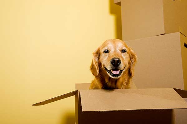 Pet Relocation Image Overseas Pet Relocation Services