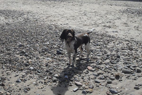 Housleys Pet Image Housleys Removals Pet